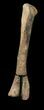 Long Kritosaurus Tibia On Stand - Aguja Formation #38972-3